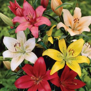 Perennial Lily Mix Thumbnail